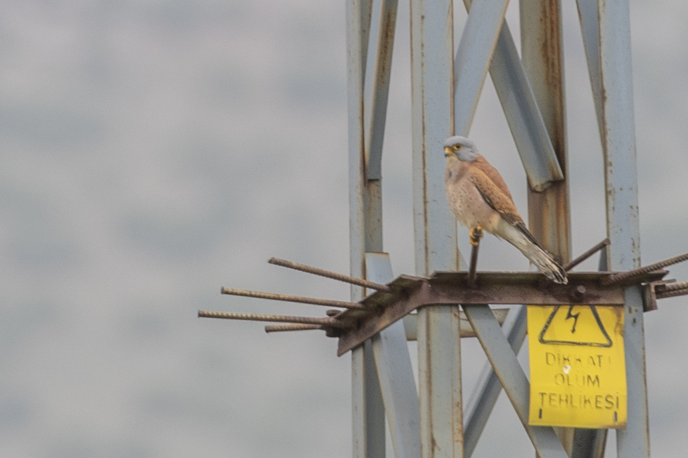 Eurasian Kestrel